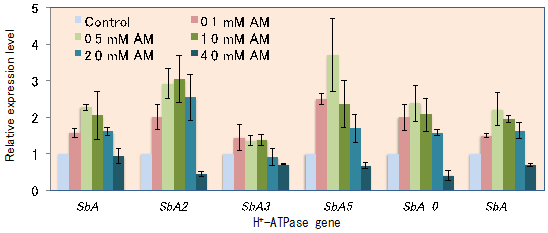 Fig. 2. The expression of six sorghum PM H+-ATPase genes in response to NH4+ (AM) nutrition