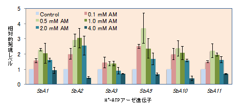 図2 NH4+(AM)の濃度ごとのソルガム根での各細胞膜H+-ATPアーデ遺伝子の発現比較