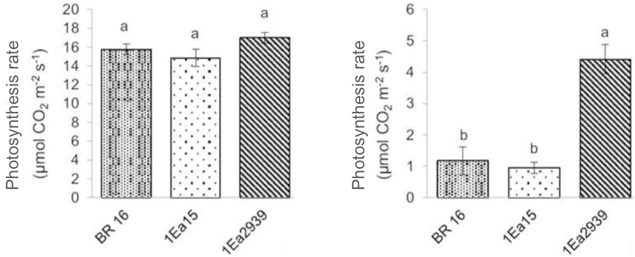 Fig. 2. Photosynthetic rate of soybean transgenic lines 1Ea15 and 1Ea2939 transformed with 35S:AtAREB1 and non-transgenic BR 16, grown under well-watered conditions (left) and under water deficit (right)