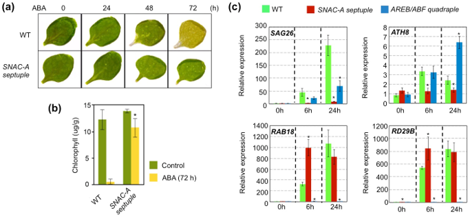 Fig. 1. Chlorophyll degradation and gene expression in ABA-treated wild-type and ABA-treated mutant leaves.