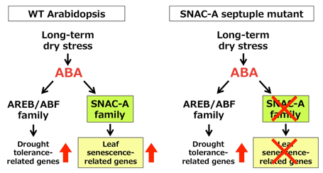 Fig. 2. Molecular mechanism of leaf senescence during long-term dry stress.