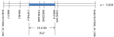 Fig. 1. Fine mapping (n = 5,828) delimits Ncl to a 16.6-kb region between markers SSR25.8 and CAPS42.4 on chromosome 3.