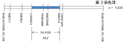 図1 耐塩性遺伝子（Ncl）の物理的地図