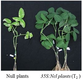 Fig. 2. Overexpression of Ncl in transgenic soybean lines enhanced its salt tolerance.