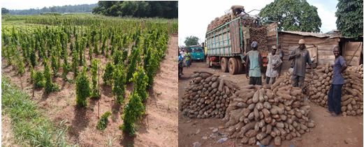 Fig. 1. Yam germplasm field (left) and tubers sold in the market (right)