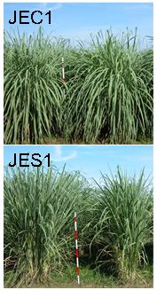 図1 「JEC1」および「JES1」の草姿