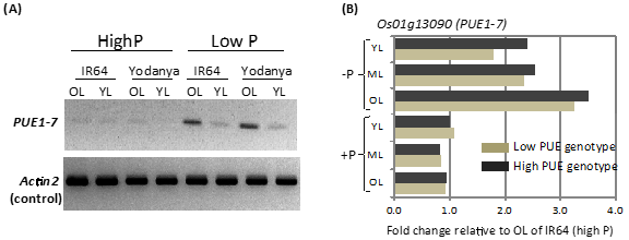 Fig. 2. Gene expression analysis for candidate gene (PUE1-7) of the PUE locus on chromosome 1
