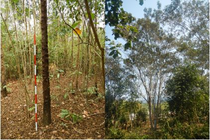 Fig. 2.　Villagers prefer these tree species for firewood use（Left: Cratoxylum sp., Right: P. dasyrachis）