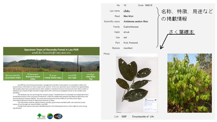 図１　焼畑二次林に出現する樹木データベース(左：検索画面、樹種別情報画面)