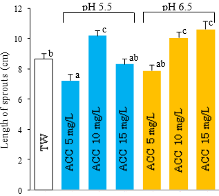 Fig. 3. The length of soybean sprouts treated by TW and SAEW after five days of germination