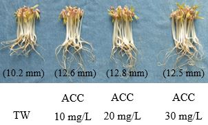 Fig. 4. The effect of SAEW on mungbean sprouts after 108 hours of germination
