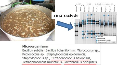 Fig. 2. Newly identified lactic acid bacteria from fermented fish