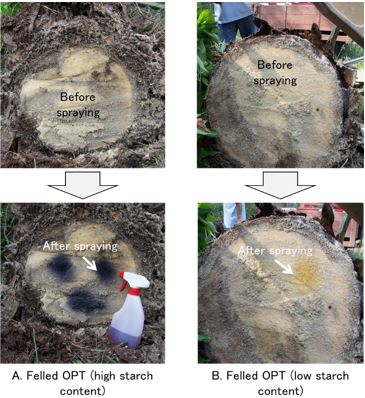 Fig. 1. Spray tests using iodine solution for felled oil palm trunk (OPT). 