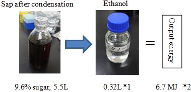 Fig. 2. Calories in ethanol from fermentation of palm sap (Output energy)