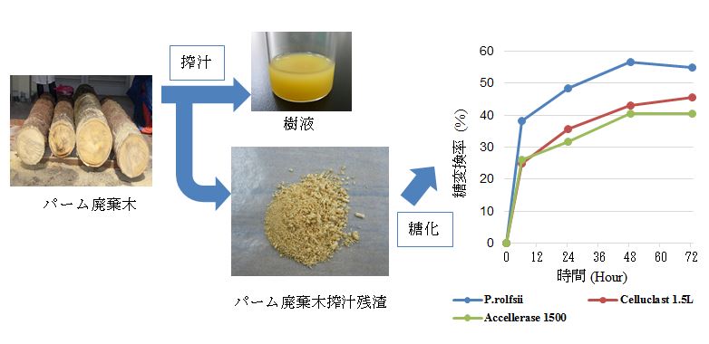 図3 P. rolfsii及び市販糖化酵素のパーム廃棄木搾汁残渣の糖化