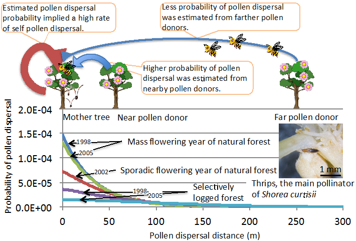 Fig. 1. Probability of pollen dispersal with distance between mother tree and pollen donors.