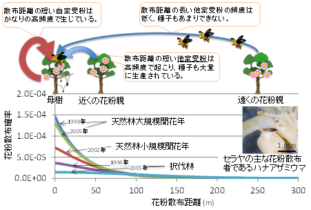 図1　一斉開花における花粉の散布距離と散布確率の関係