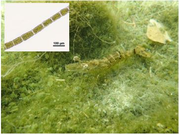 Fig. 1. Chaetomorpha sp. and giant tiger prawn. Inset photo (upper left corner) shows microscopic photograph of Chaetomorpha sp.