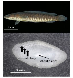 Fig. 1．Top: An adult Pa koh (24 cm SL); Bottom: Otolith and annual rings