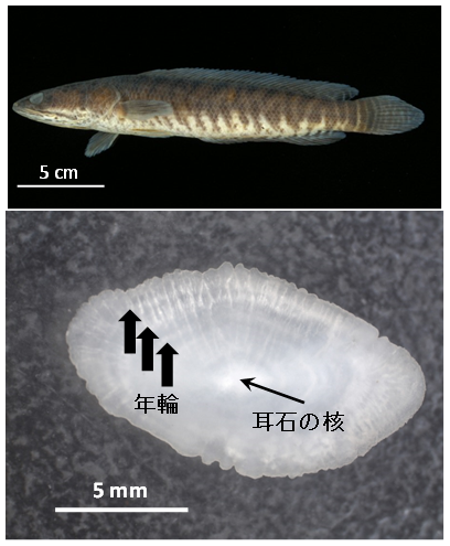 図1．上：パ・コー成魚（体長24 cm）、下：耳石と年輪（3歳と推定）