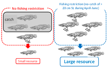 Fig. 4. Images showing the effects of unrestricted and restricted fishing