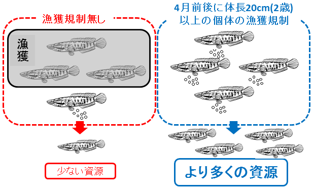 図4．漁獲規制効果のイメージ