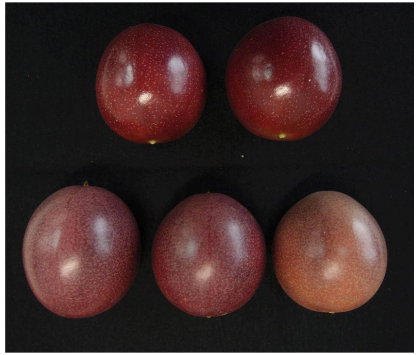 Fig. 1. Mature fruits of ‘Sunny Shine’ (top) and ‘Summer Queen’ (bottom)