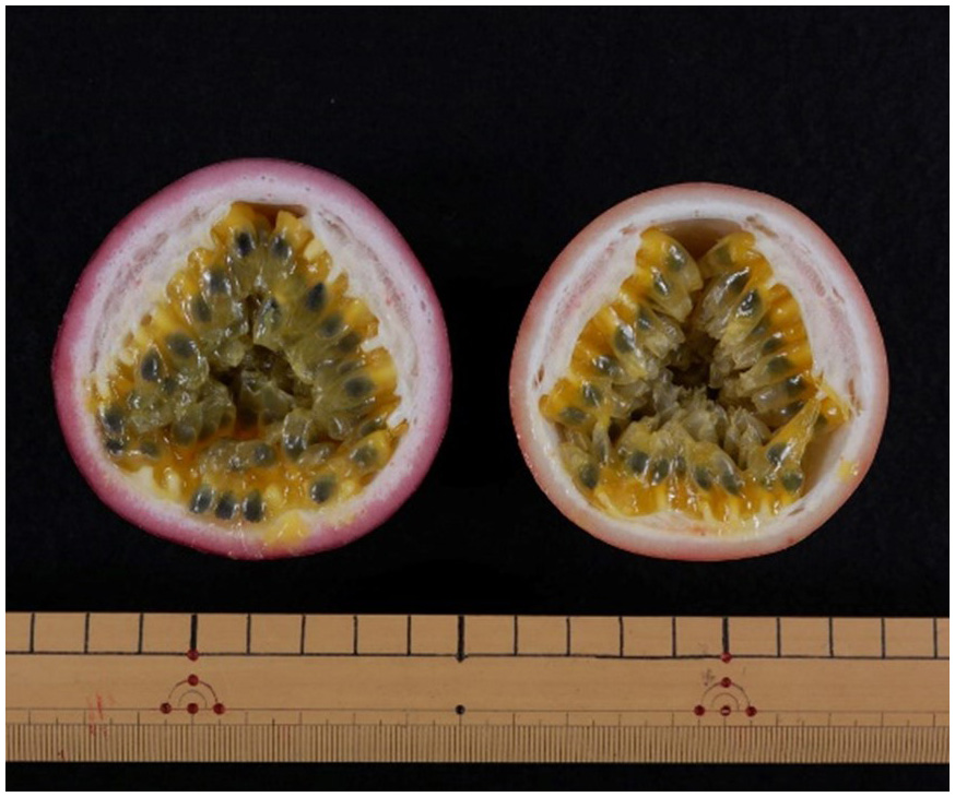 Fig. 2. Fruit cross sections of ‘Sunny Shine’ (left) and ‘Summer Queen’ (right)