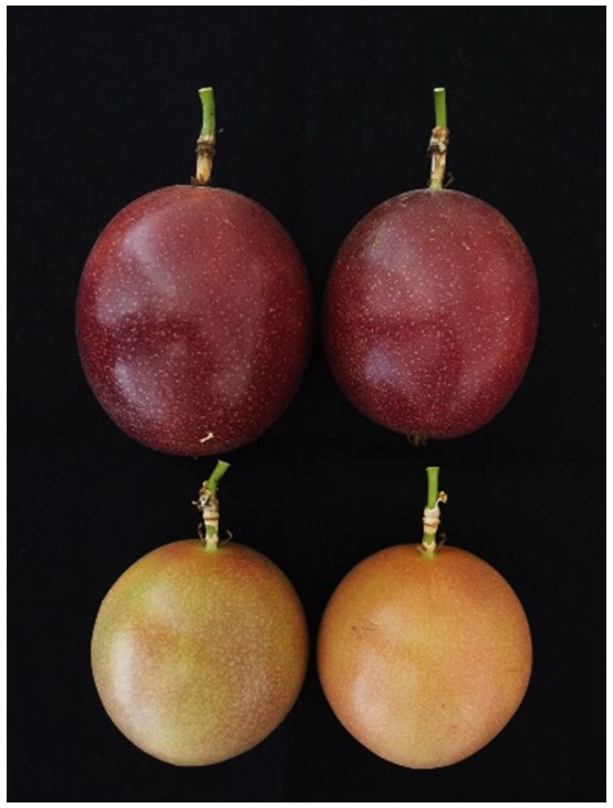 Fig. 3. Mature fruit color of ‘Sunny Shine’ (top) and ‘Summer Queen’ (bottom) during high temperature period