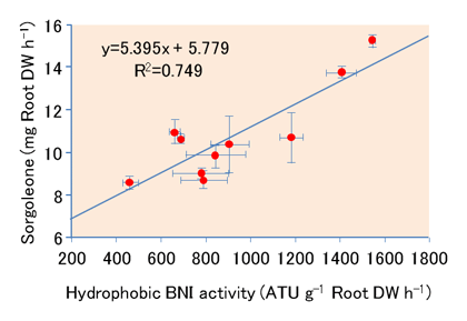 Fig. 1. Relationship between hydrophobic-BNI activity and sorgoleone levels