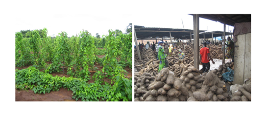 Fig. 1. Yam cultivation field (left) and tubers being sold in the market (right).