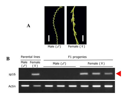Fig. 3. Sex discrimination by the DNA marker developed in this study. 