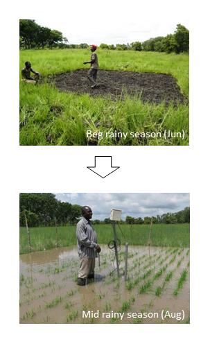 Fig.1. Natural flooding during rainy season n the floodplain ecosystem of Volta river (near L 1)