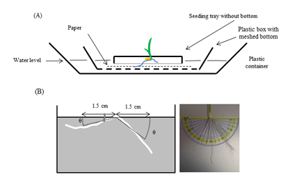 Fig. 1. Seedling tray method for evaluation of crown root angle distribution in rice seedling stage.