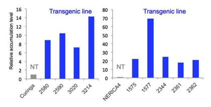 Fig. 1. Accumulation of galactinol in transgenic lines for AtGolS2. Numbers indicate ID for each transgenic line. NT, non-transgenic plants.