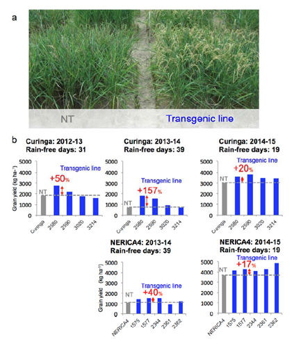 Fig. 2. Improved grain yields of transgenic lines for AtGolS2 under drought in the field.