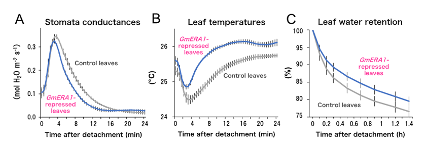 Fig. 1.	Improved drought stress responses in GmERA1-repressed soybean leaves