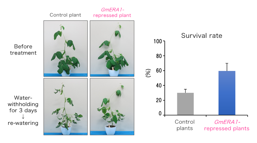 Fig. 2.	Improved drought tolerance in GmERA1-repressed soybean plants
