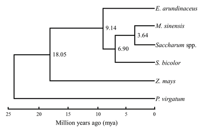 Fig. 2. Divergence times of the Saccharum complex estimated based on variation of 76 concatenated protein-coding chloroplast genes