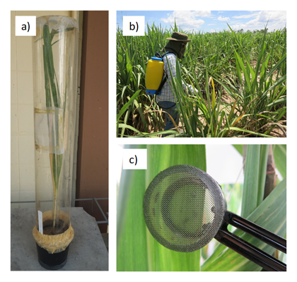 Fig. 1. Greenhouse (indoor) and field (outdoor) testing methods.
