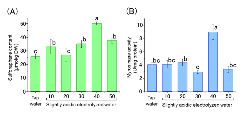 Fig. 2. Sulforaphane content (A) and myrosinase activity (B) of broccoli sprouts treated with different available chlorine concentrations of slightly acidic electrolyzed water.