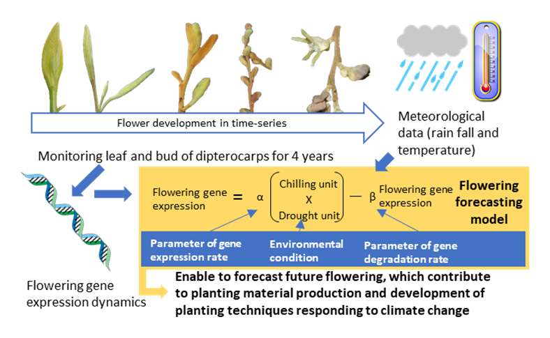 Fig. 3. Method for developing the flowering forecasting model