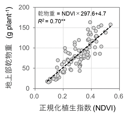 図2 NDVIによるヤム地上部乾物重の推定