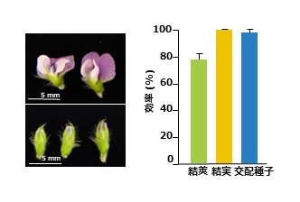 図4 CO2補充人工気象器栽培ダイズの花は交配に適している