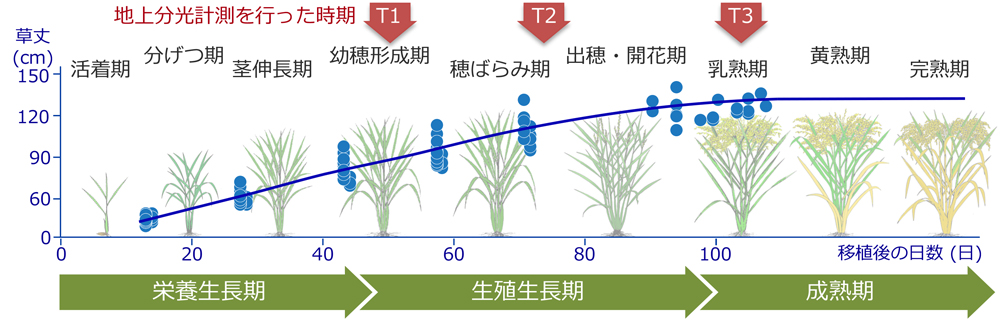 図1 水稲の草丈と地上分光計測時の生育ステージ（T1, T2, T3）