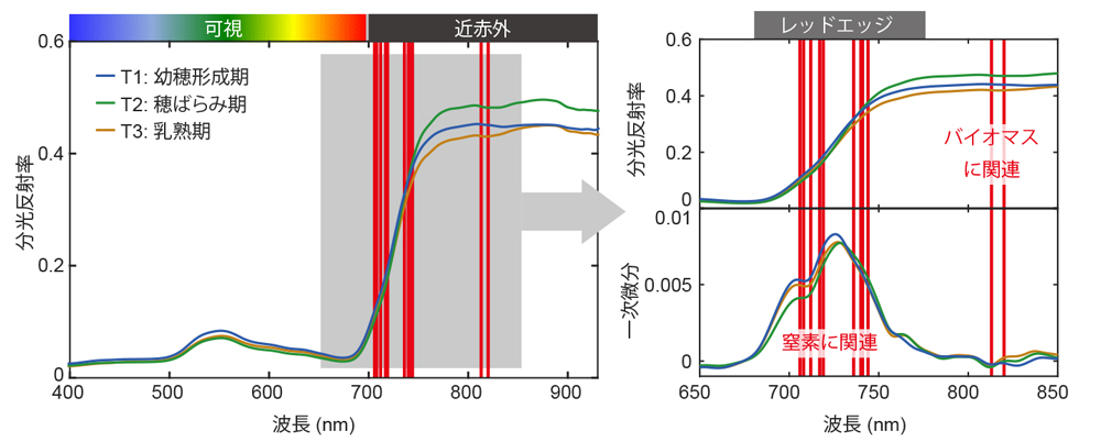 図3 地上分光データと穂ばらみ期（T2）のPLS回帰分析で選択された波長（赤線）