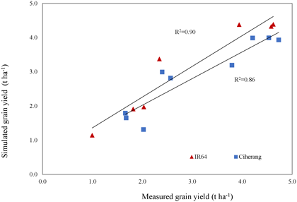 Fig. 2. Accuracy of ORYZA for predicting grain yields at different sowing dates Red triangle: IR64, Blue square: Ciherang, each point represents its sowing date