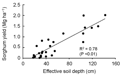 Fig. 3. Relationship between sorghum yield and effective soil depth (d in Fig. 1)