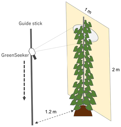 Fig. 1. NDVI measurement procedure for staking yam. The plant height was measured visually using the scale printed on the board behind the plant.