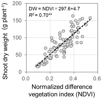 Fig. 2. Correlation between NDVI and observed shoot biomass. 